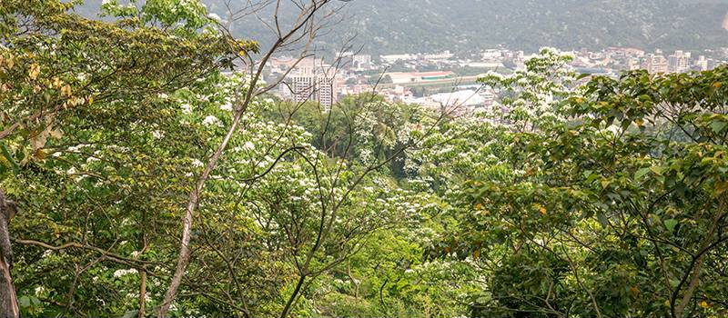 【三峡】鸢山、新北市客家文化园区