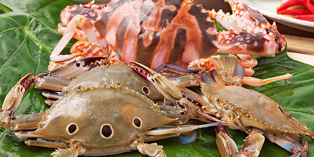 Wanli Crab