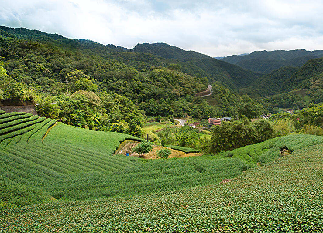 「坪林」悠游生态茶乡