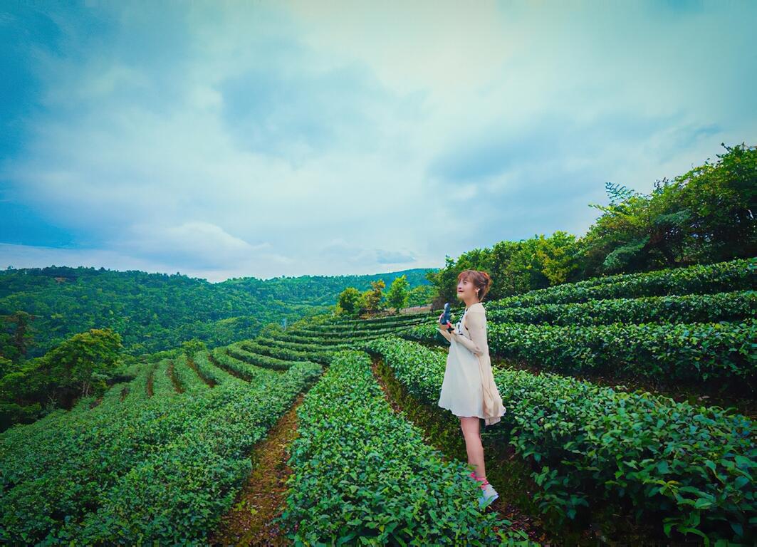 타이완 차에 빠져 보기~「스딩 핑린」 찻잎 따기 체험과 좋은 차 맛 보기