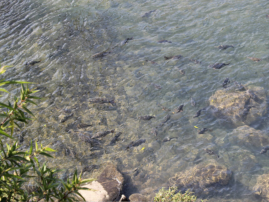 溪中有非常多的鱼