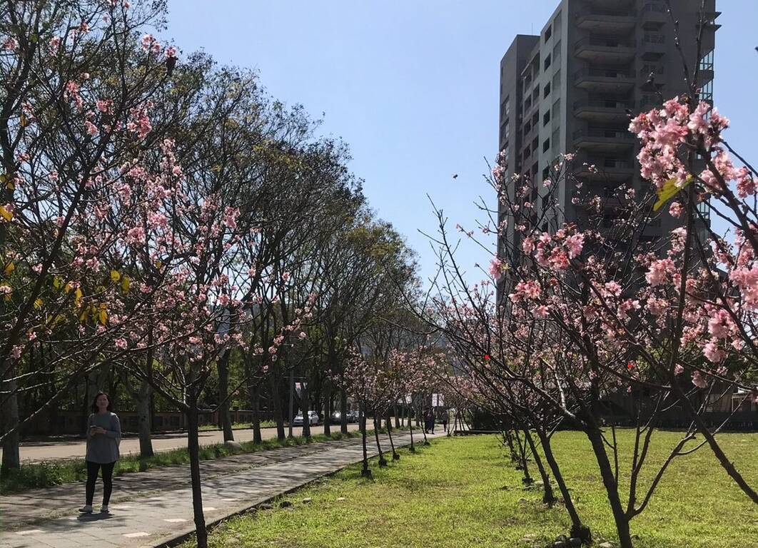 臺北大學櫻花大道