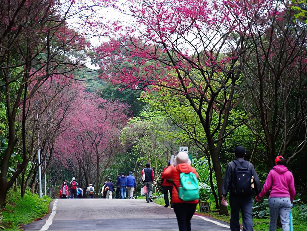 櫻花健行