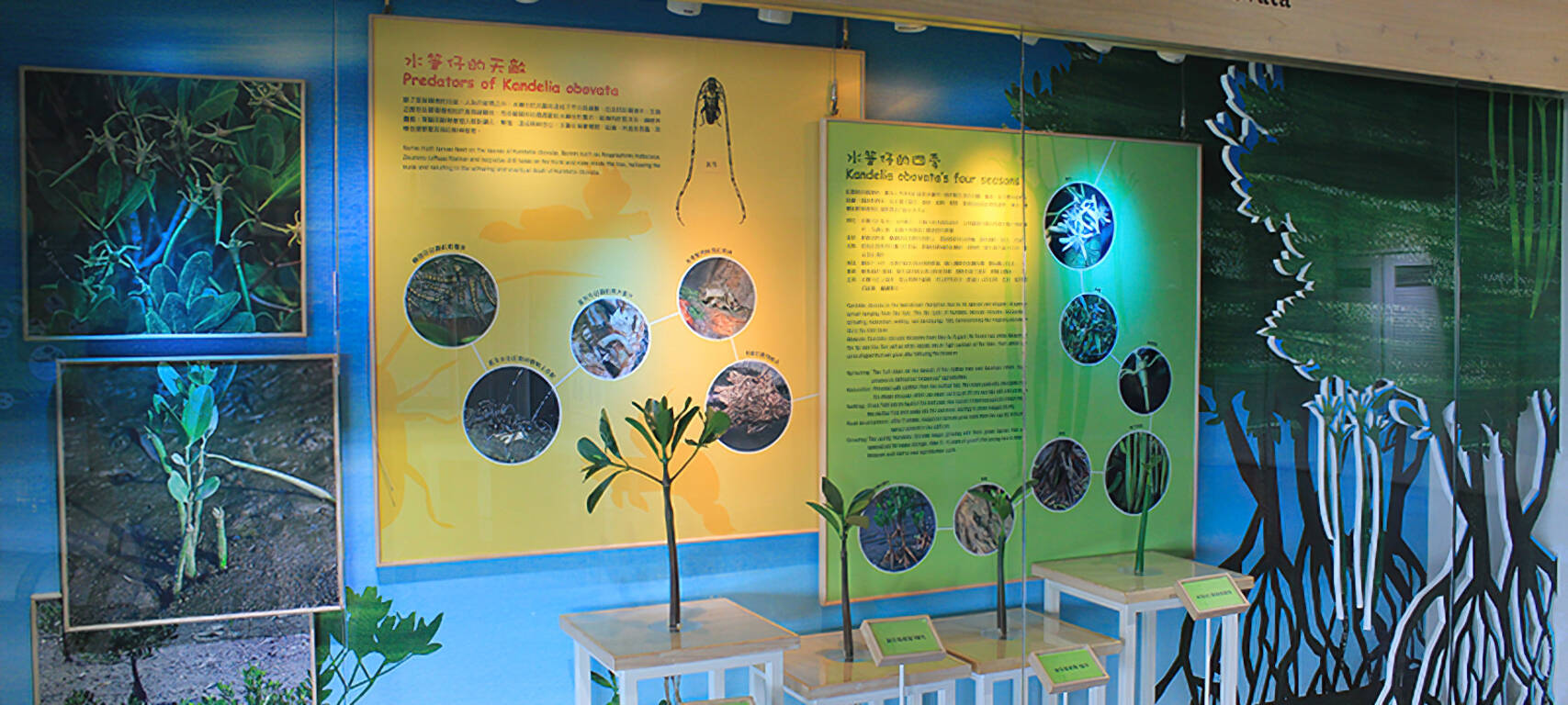 紅樹林生態教育館