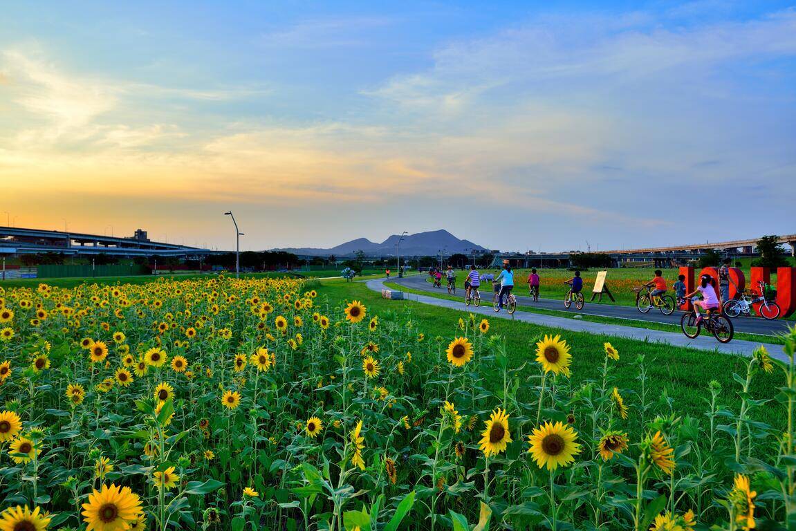 幸福水漾公園向日葵花田