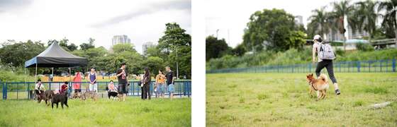 Take Your Pets for a Walk- the Qinqingchongwu Park in Xindian