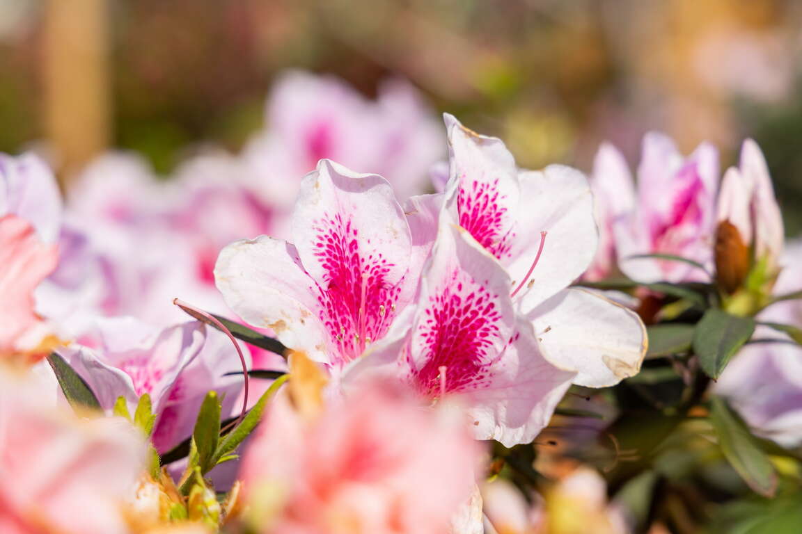 万金杜鹃花
