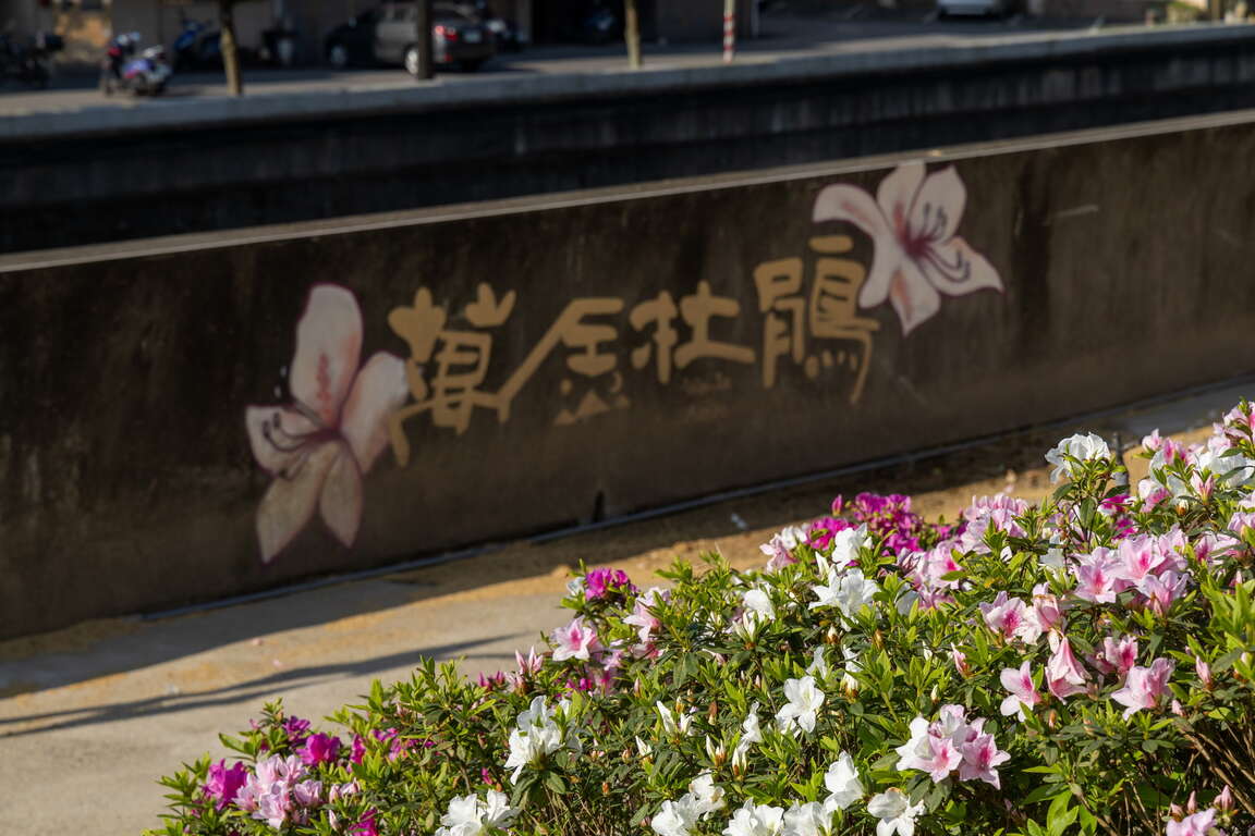 万金杜鹃花