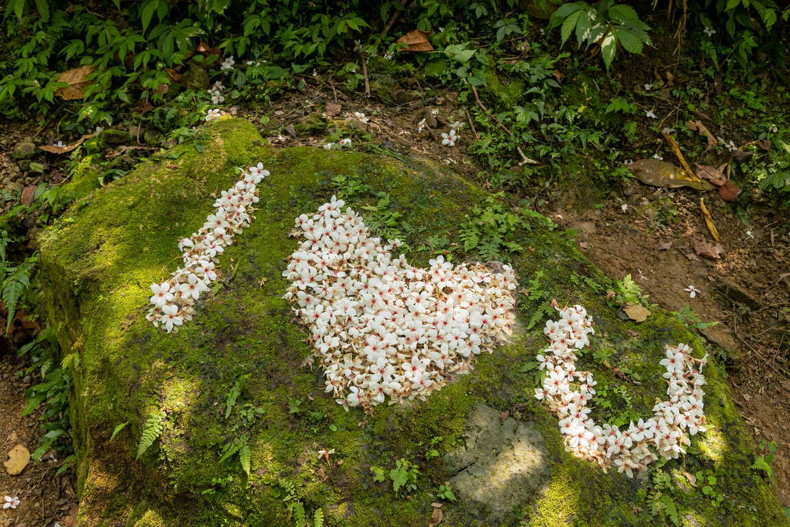 桐花公園