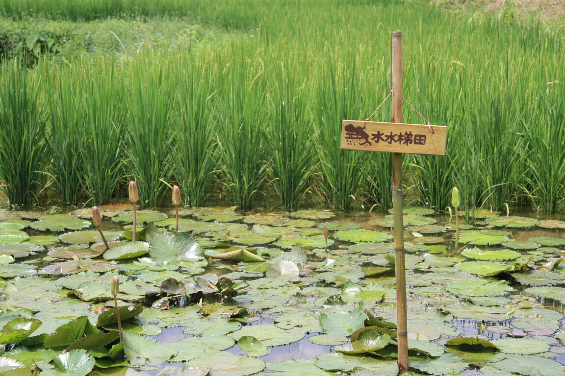遇见鸡母岭