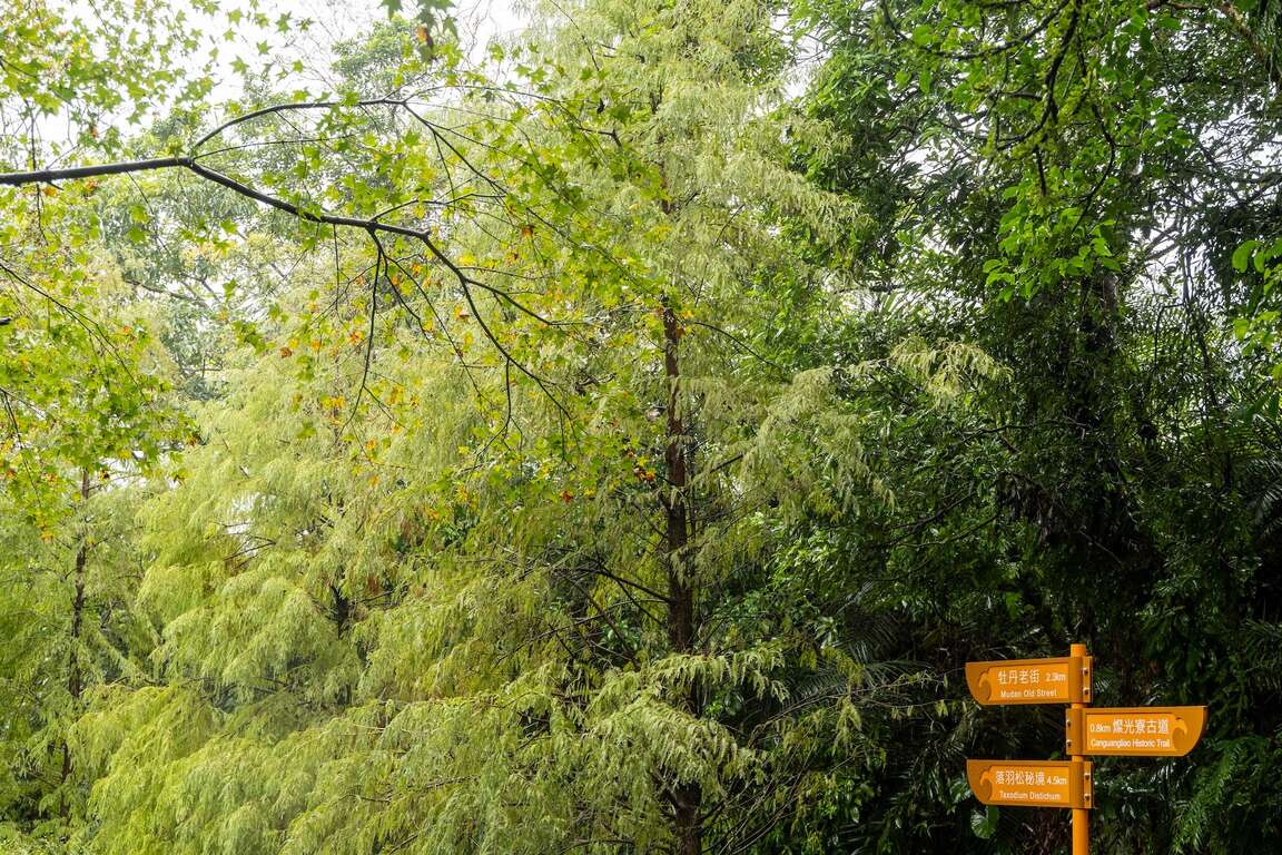 楓香與落雨松交織的十三層親水公園