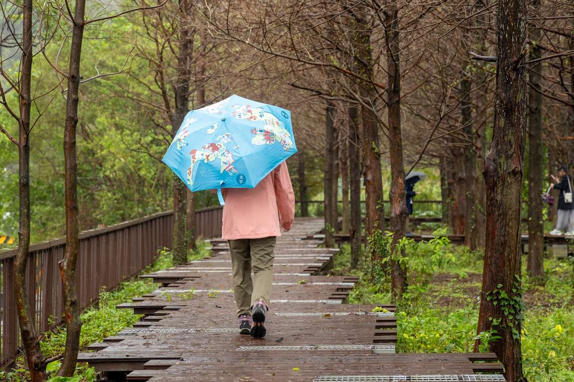 撐傘漫步落雨松秘境