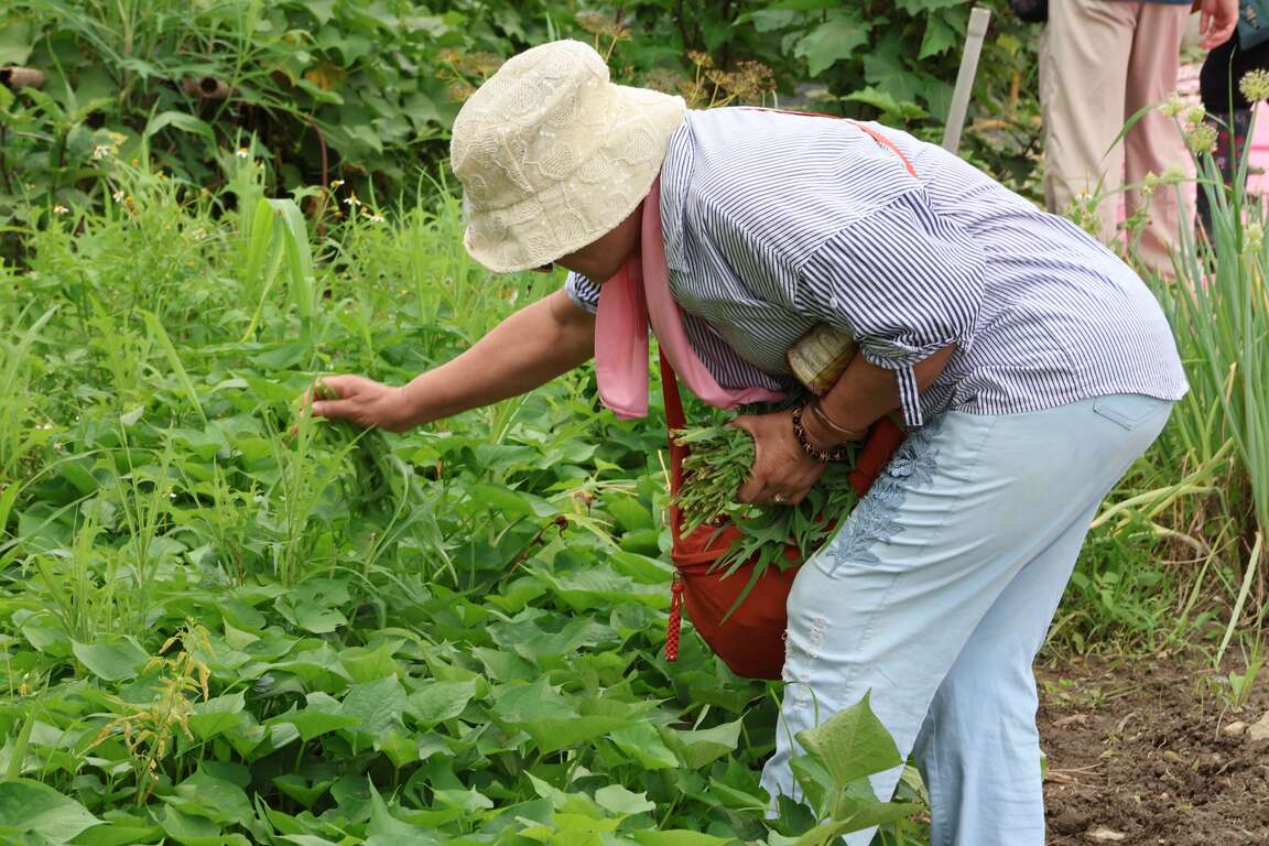 Lipahak三峡野菜园区采集蔬菜(原住民族行政局/Lipahak三峡野菜园区提供)