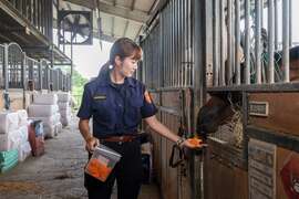 騎警於馬廄內餵食馬匹