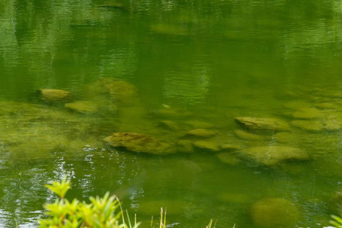 水中的螢火蟲-苦花
