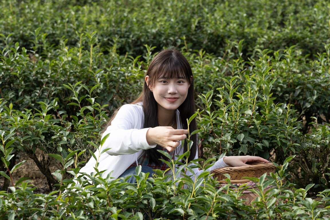 新峯友茶茶園採摘一心二葉