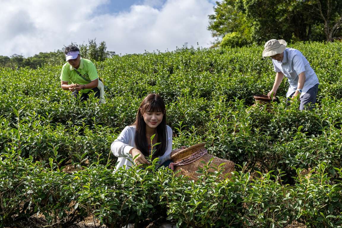 新峯友茶茶園採茶