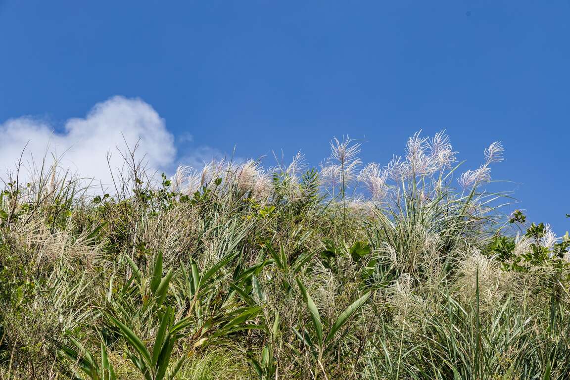 随风摇曳的芒花