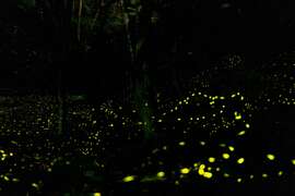 和美山螢火蟲