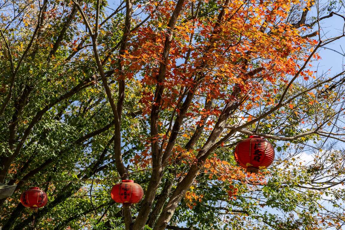 拱北殿灯笼与枫红