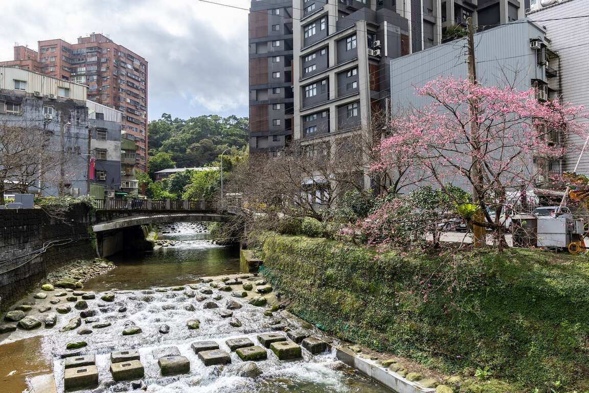 康诰坑溪与樱花