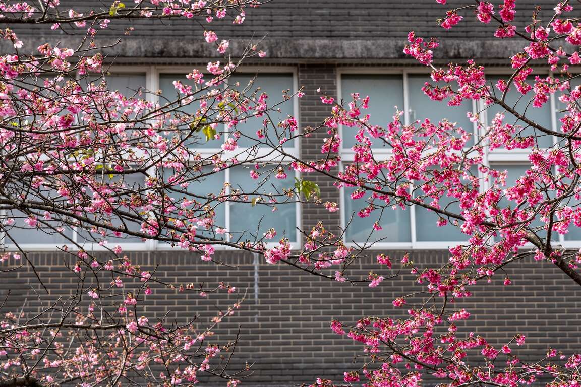 文化市民活动中心前盛开的樱花