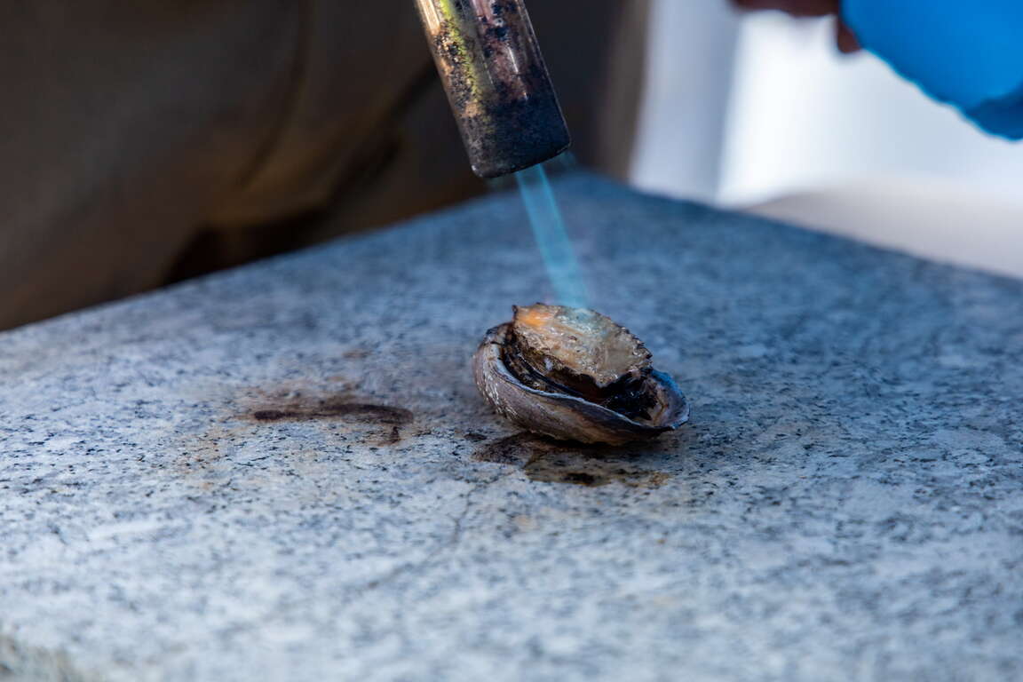 鮮物本舖-炙燒貢寮鮑