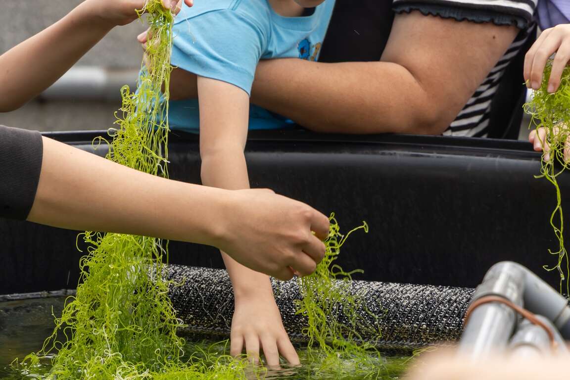 海洋資源復育園區大圓池線藻