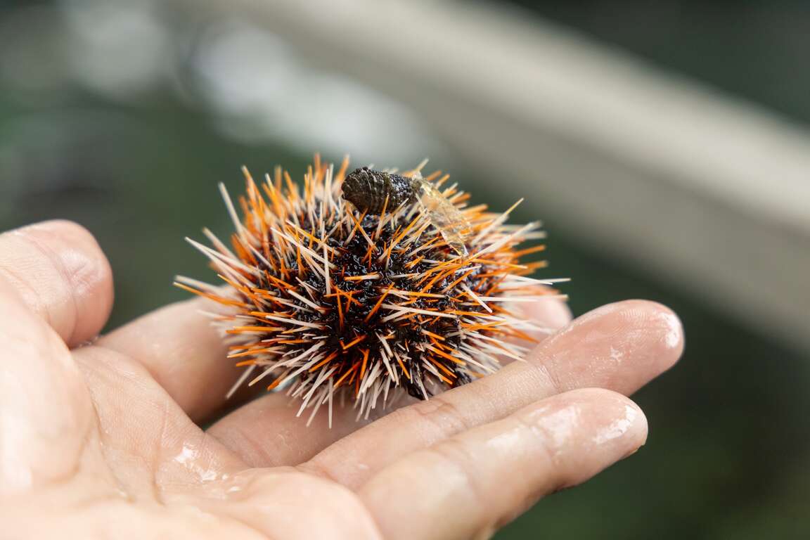 海洋資源復育園區展示區-馬糞海膽