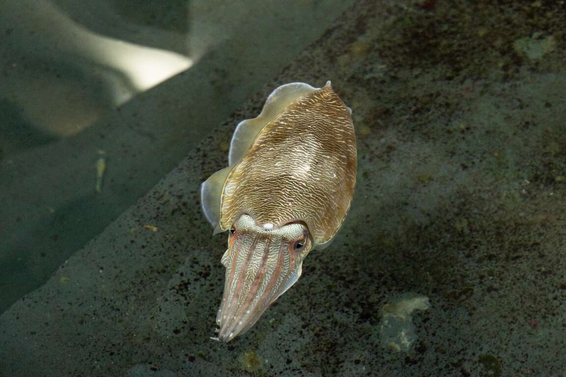 海洋資源復育園區-花枝