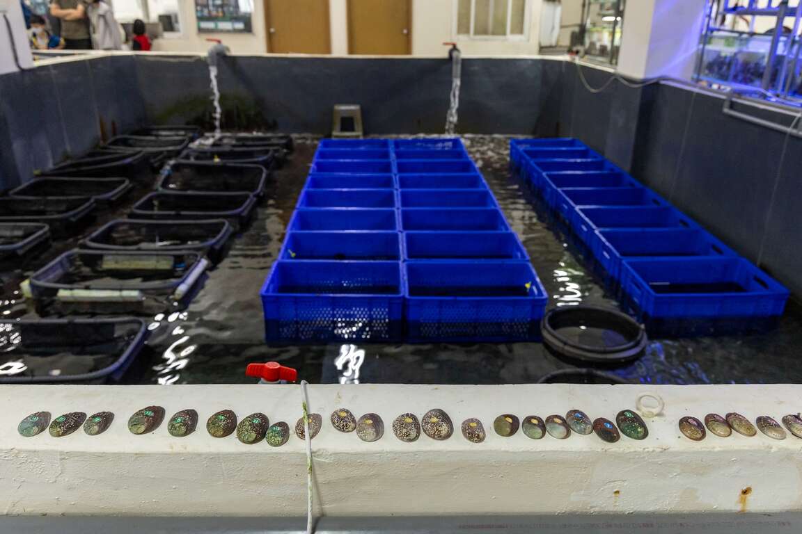 海洋資源復育園區貢寮鮑區