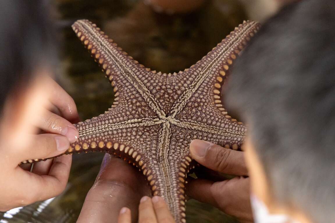 海洋資源復育園區觸摸池