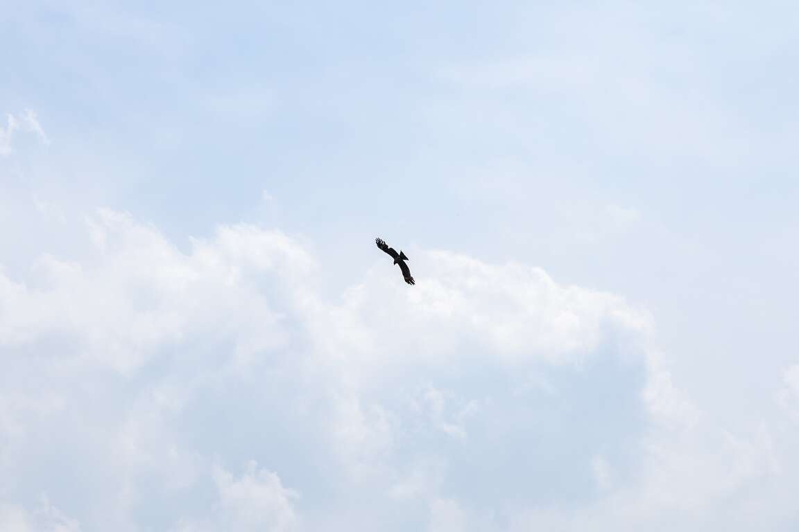 飞翔於清水湿地的黑鸢