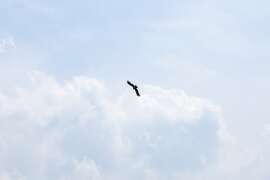 飞翔於清水湿地的黑鸢