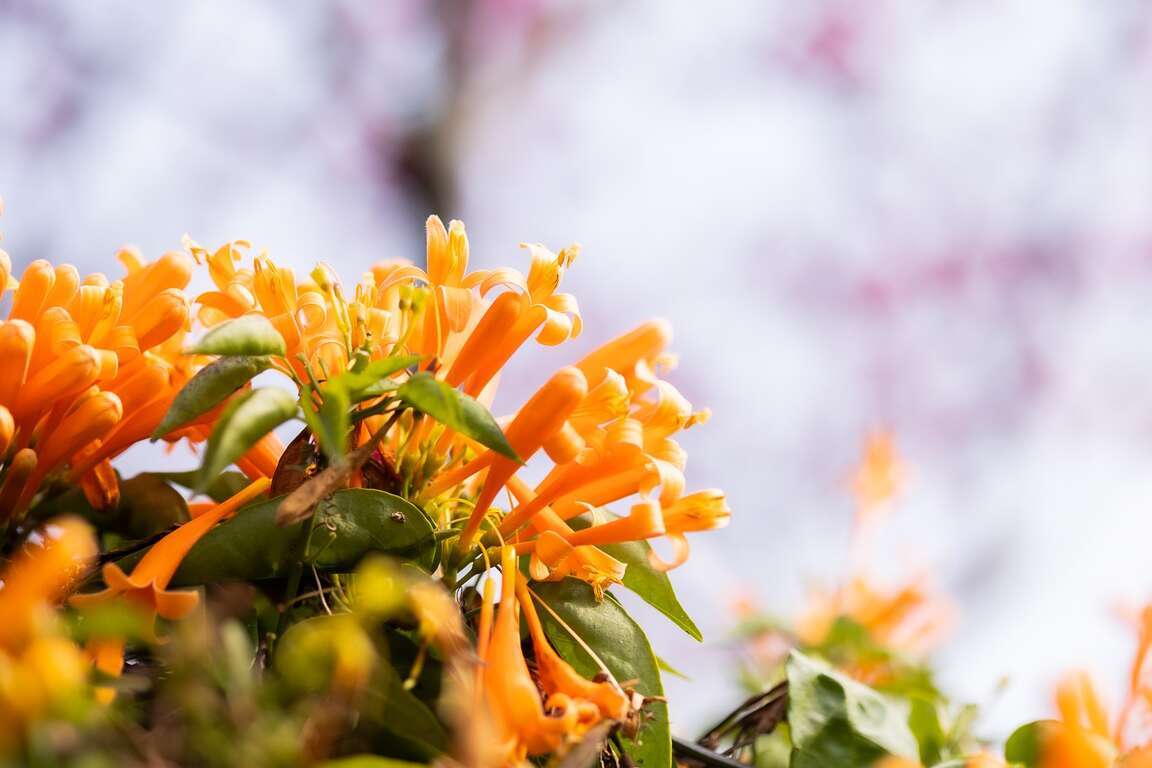 永吉公園炮仗花