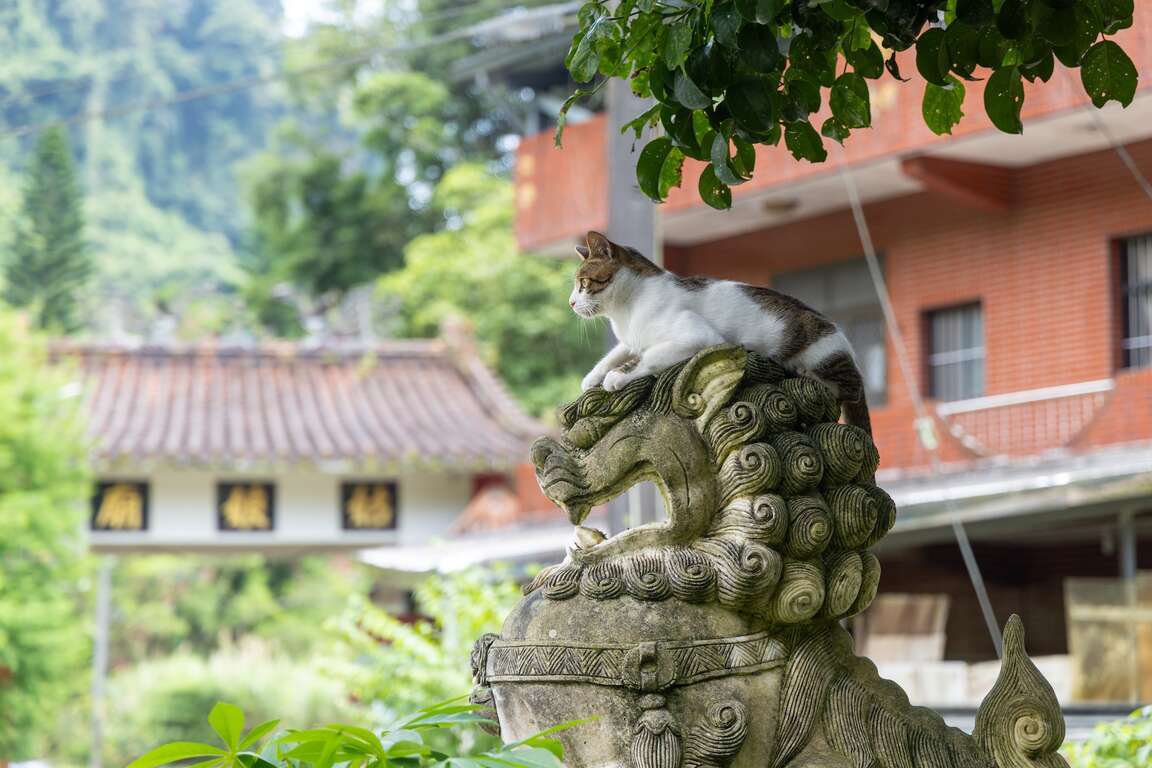 姑娘廟前的石獅與貓咪