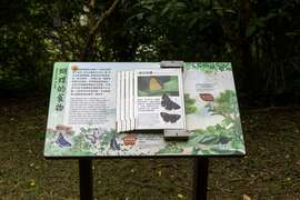 牛港棱登山步道：蝴蝶生态介绍