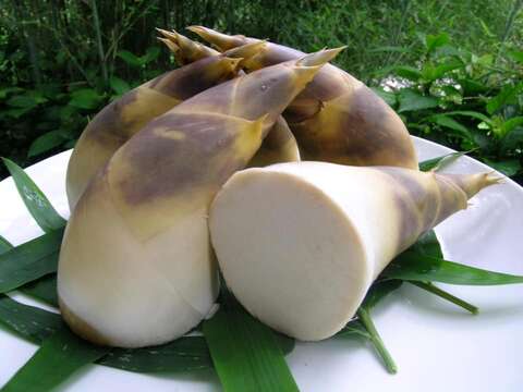 Wugu, Linkou/Green Bamboo Shoot