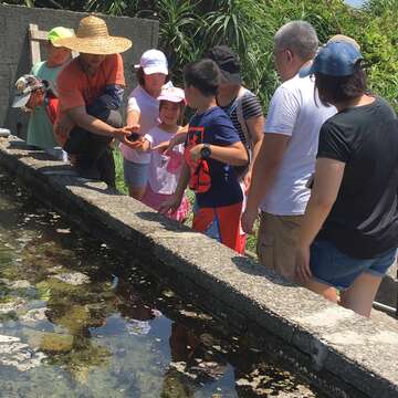 九孔養殖生態體驗