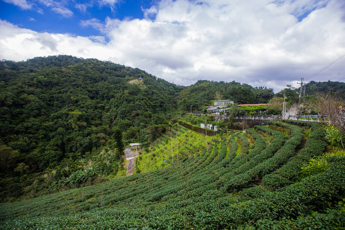 茶園梯田