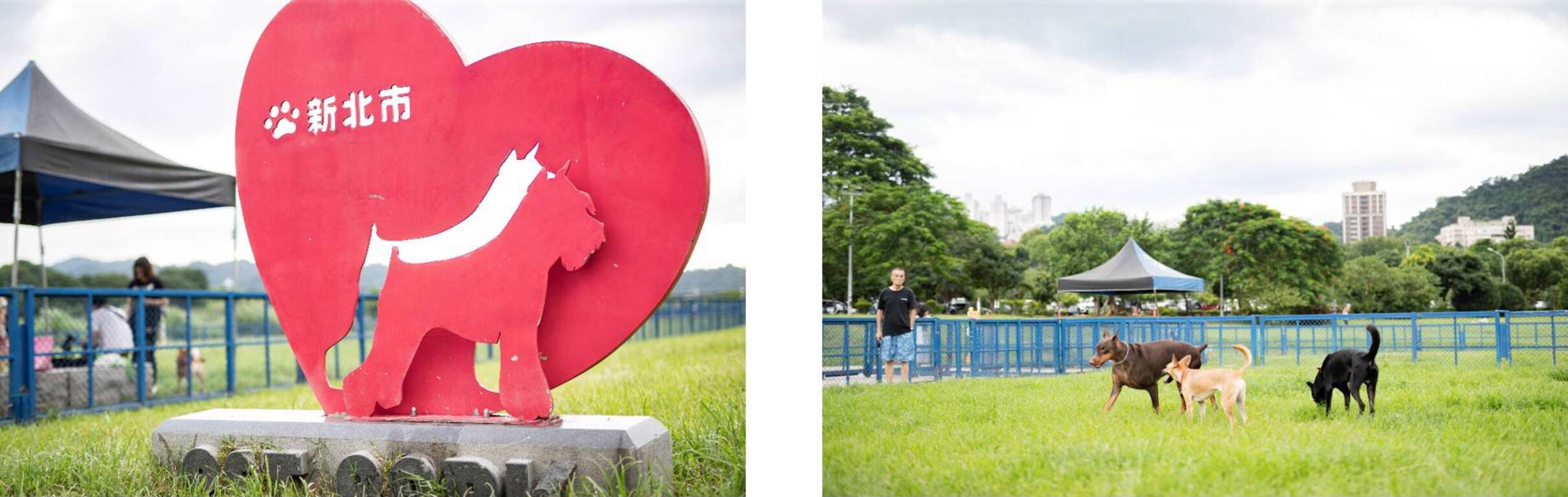 毛小孩的放風樂園--新店親情寵物公園