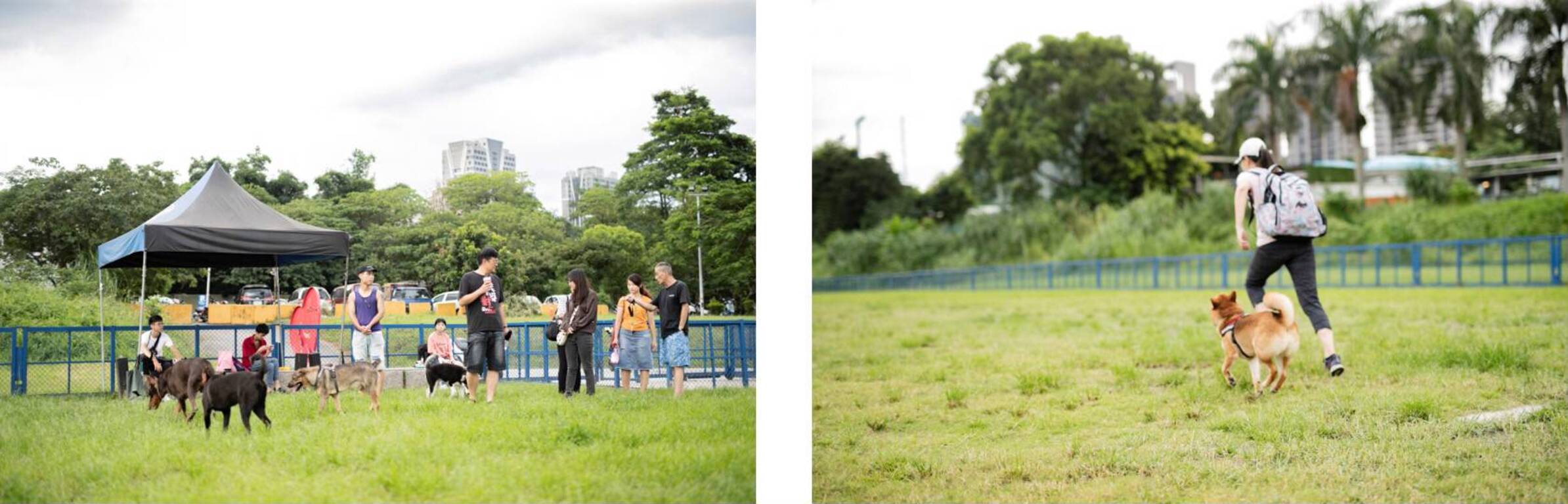 毛小孩的放風樂園--新店親情寵物公園