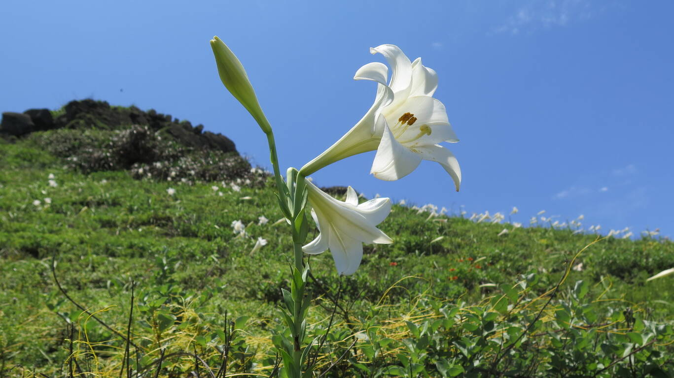 在4、5月時可以欣賞野百合，照片由新北市政府農業局 提供