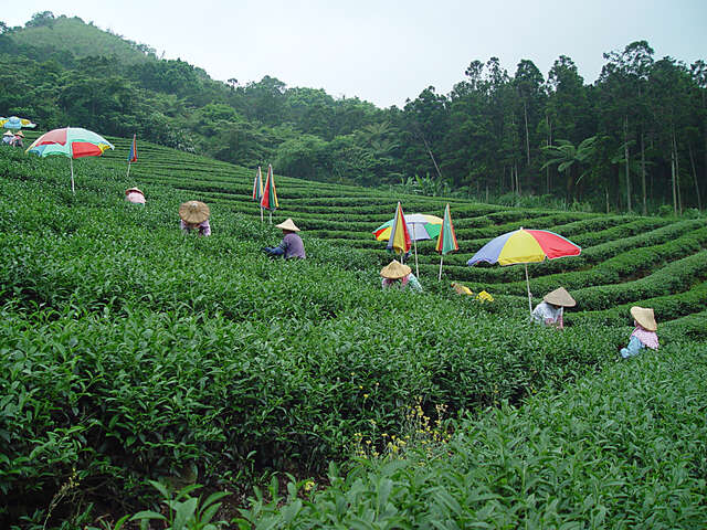 坪林茶產業文化館