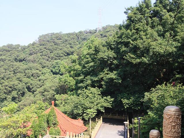 鶯歌百年大榕樹