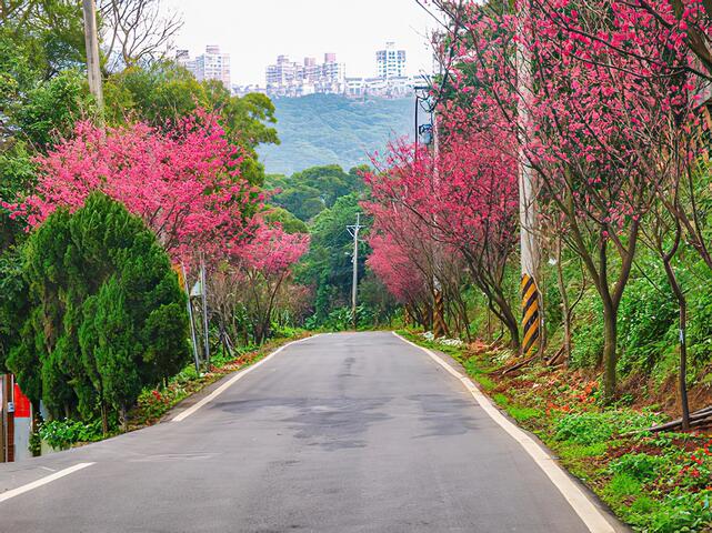 滬尾櫻花大道