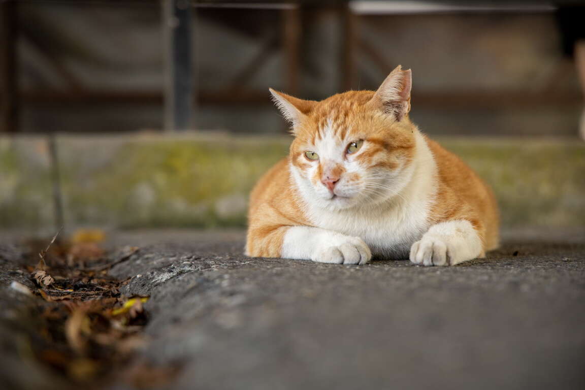 猴硐貓咪