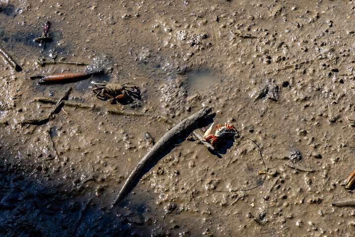 挖子尾自然保留區