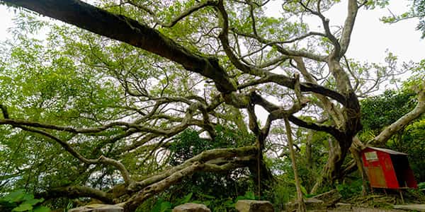Yingge Century-Old Banyan Tree