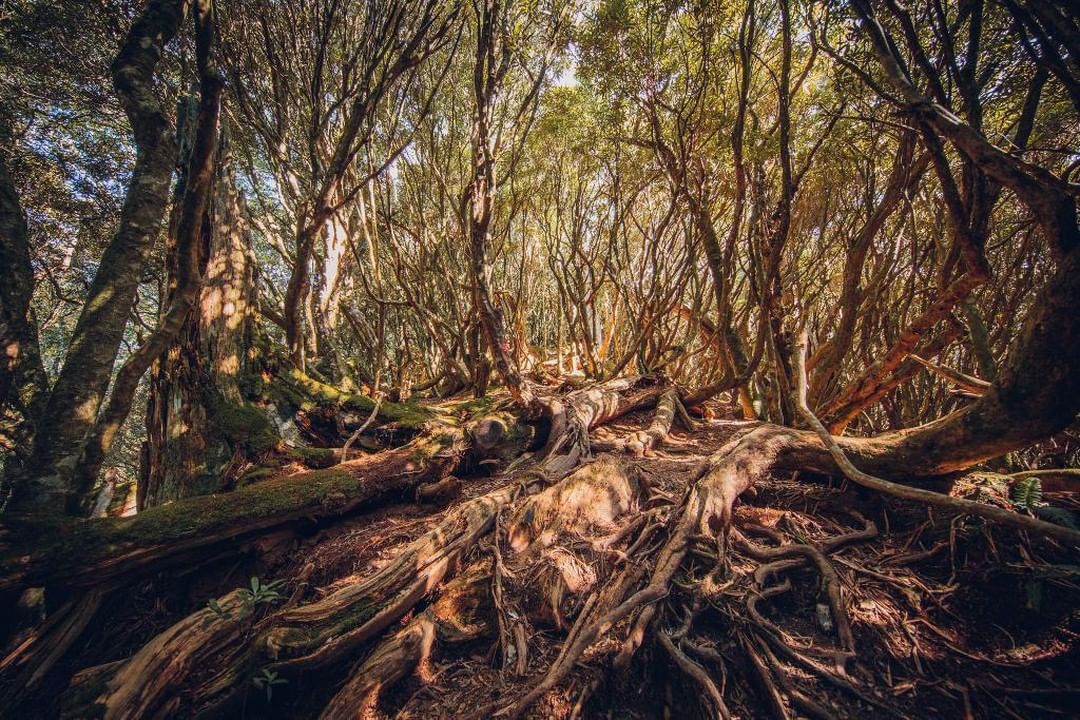 深入阿凡達秘境～雙腳踩著盤根錯節的樹根，樹木恣意生長盡情展現各種姿態，如迷宮一般的迷幻森林，值得一探美景！